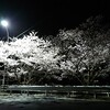 佐久間で夜桜