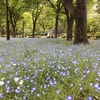 日比谷公園に行ってきましたーその1.ネモフィラ・つつじなど開花状況ー