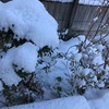 雪が降りました