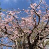 中央公民館のしだれ桜！(2023/4/5)