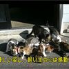 子猫の外食はいたずら盛りの子猫には良き運動場