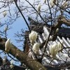 佛日庵の白木蓮