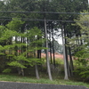つつじほぼ全開金尾山つつじ公園前編