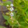 キュウリグサ。私が知る雑草の花の中で、いちばん可憐な一つかもしれない。