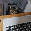 テレワークなのか出勤なのか？飼い主在宅で戸惑う猫たちの反応