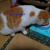 クビレはどこへ