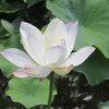 暑さの中にある、いろいろな迷い