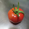 食害で赤く色づいた大玉トマト