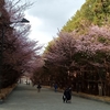 4月21日、桜、時々食べて