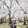 満開桜との思い出 @西脇公園