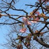 『裁量労働制拡大に反対する緊急デモ』と映画『ウィスキーと２人の花嫁』