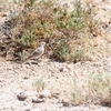アフリカヒメコウテンシ Red-capped Lark