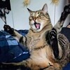 カナダ人がフランス語で‥T'en va pas を歌う