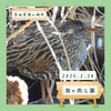 【龍ヶ岡公園】クイナ、ヒクイナなど 2/24