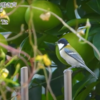 ダーウィンが来た！シジュウカラのいろんな鳴き方【鳥語講座まとめ】