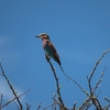 ライラックニシブッポウソウ Lilac-breasted Roller 2