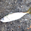 釣り・上半期決算