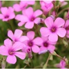 ゴーティマー　ギボン　　奇跡の花