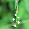 夏の野の草花たち