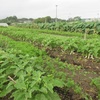 今週の野菜