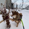 大雪の後の朝