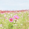 国営ひたち海浜公園の、コキアの紅葉(一眼レフで撮影)