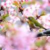 花にメジロの春は来ぬ