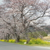 菜の花と桜そして、、鯉のぼり、