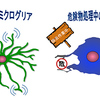 じじぃの「脳科学・ミクログリア・脳の中のお巡りさん？面白い雑学」