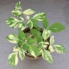 山芍薬の様子