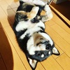 犬の睡眠について