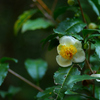 チャノハナ：茶の花