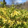 公園の春の花6