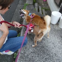 犬バカちゃんリン☆蕎麦屋の風鈴♪　柴犬・空海くん、はるこに生活指南！？お散歩も遊びも楽しくね☆彡
