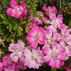 庚申薔薇、、、