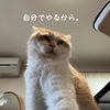 雨田甘夏、ずぶ濡れです。【猫と寒気と怖気事情】