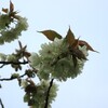 ウコンの桜（高幡不動尊）