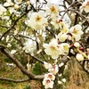 もうすぐ満開の季節到来！ 市川で探す梅の花