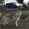 理想(しつけしやすい）の犬にする為には最高の食事が一番