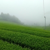 一雨降るごとに良い茶畑に