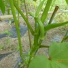 野菜は毎日見てないと食べごろの時期を逃す