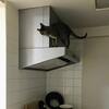 片目をつぶる猫 ストレスがかかると発症する 山にトラロープ