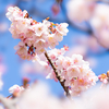 【小石川植物園】寒桜が見頃、梅が咲き始めました。