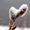 「ひろば・賢治ガーデン」にも、積雪が…。