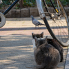 近隣繁華街のねこさん