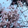 桜開花宣言