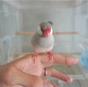 コウノドリとなってくれるか