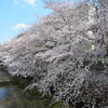今年の桜・・・・・・・