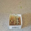 再生野菜。豆苗の3度目の収穫は願い叶わず。