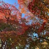 紅葉巡礼－修善寺自然公園もみじ林（11月27日）